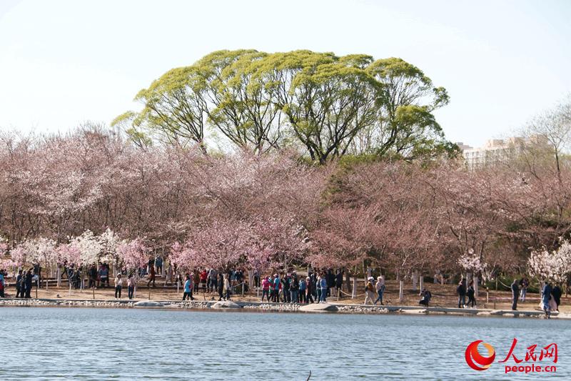 玉淵潭內千米櫻堤有花漸開，燦若紅霞。（人民網 楊僧宇攝）